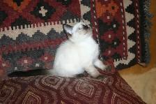 Siamese kittens - Photo 8