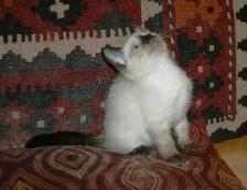 Siamese kittens - Photo 9
