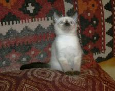 Siamese kittens - Photo 10