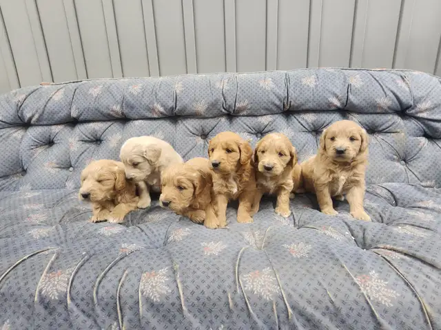 COCKAPOO ❤️GOLDEN DOODLE ❤️ FREE 1 MONTH INSURANCE ❤️FINANCING