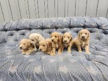 COCKAPOO ❤️GOLDEN DOODLE ❤️ FREE 1 MONTH INSURANCE ❤️FINANCING