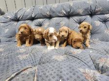 COCKAPOO ❤️GOLDEN DOODLE ❤️ FREE 1 MONTH INSURANCE ❤️FINANCING - Photo 2