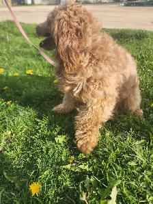 COCKAPOO ❤️GOLDEN DOODLE ❤️ FREE 1 MONTH INSURANCE ❤️FINANCING - Photo 3