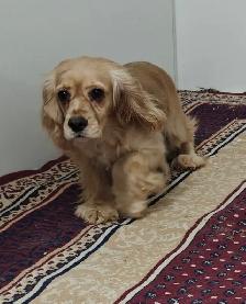 COCKAPOO ❤️GOLDEN DOODLE ❤️ FREE 1 MONTH INSURANCE ❤️FINANCING - Photo 4