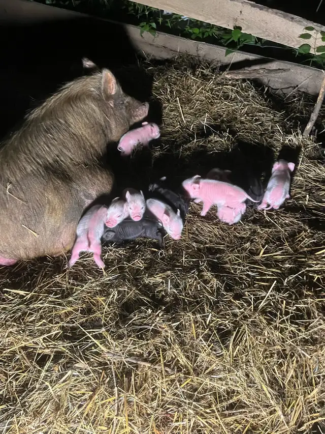 piglets for sale ! Meat or pets