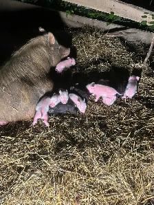 piglets for sale ! Meat or pets