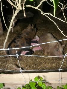 piglets for sale ! Meat or pets - Photo 2