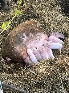 piglets for sale ! Meat or pets - Photo 3