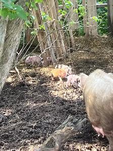 piglets for sale ! Meat or pets - Photo 4