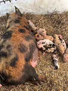 piglets for sale ! Meat or pets - Photo 5