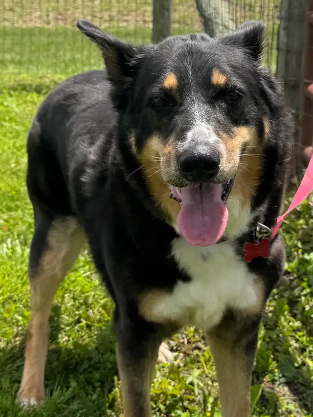 Collie Mix