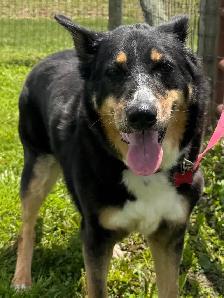 Collie Mix