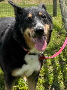 Collie Mix - Photo 2