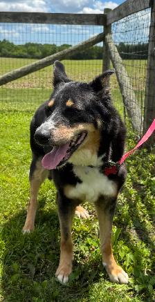 Collie Mix - Photo 3