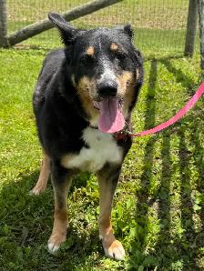 Collie Mix - Photo 4