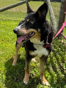 Collie Mix - Photo 5