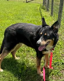 Collie Mix - Photo 6