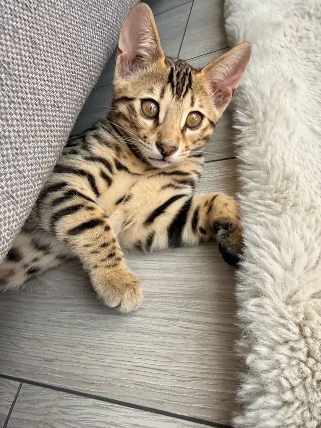 Pure Bengal Cat