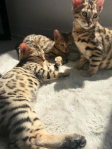 Pure Bengal Cat - Photo 2