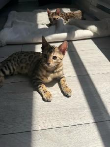 Pure Bengal Cat - Photo 3