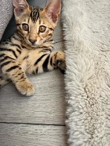 Pure Bengal Cat - Photo 4