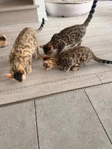Pure Bengal Cat - Photo 5