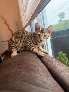 Pure Bengal Cat - Photo 6