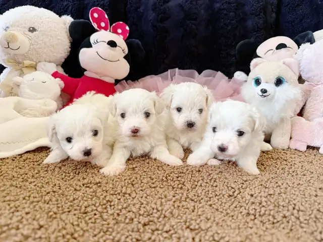 Cute Toy Maltipoos available for adoption