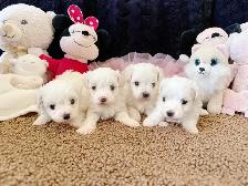 Cute Toy Maltipoos available for adoption