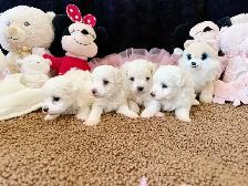 Cute Toy Maltipoos available for adoption - Photo 2