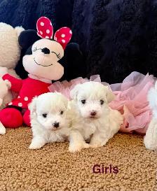 Cute Toy Maltipoos available for adoption - Photo 3