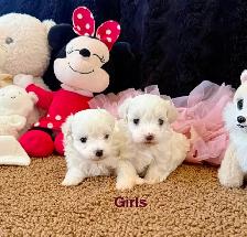 Cute Toy Maltipoos available for adoption - Photo 4