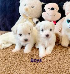Cute Toy Maltipoos available for adoption - Photo 5