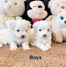 Cute Toy Maltipoos available for adoption - Photo 6