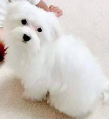 Cute Toy Maltipoos available for adoption - Photo 7