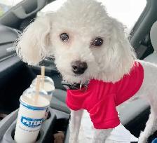 Cute Toy Maltipoos available for adoption - Photo 8