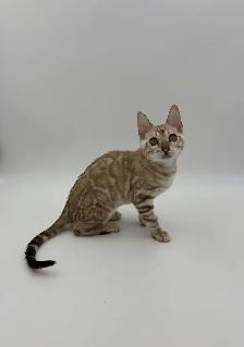 Reduced Price TICA Registered Bengal Kittens - Photo 3
