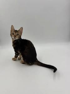Reduced Price TICA Registered Bengal Kittens - Photo 6