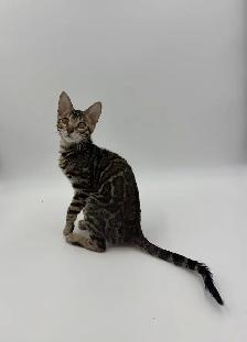 Reduced Price TICA Registered Bengal Kittens - Photo 7