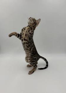 Reduced Price TICA Registered Bengal Kittens - Photo 8
