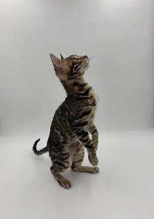 Reduced Price TICA Registered Bengal Kittens - Photo 9