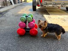 Dumbbells for sale