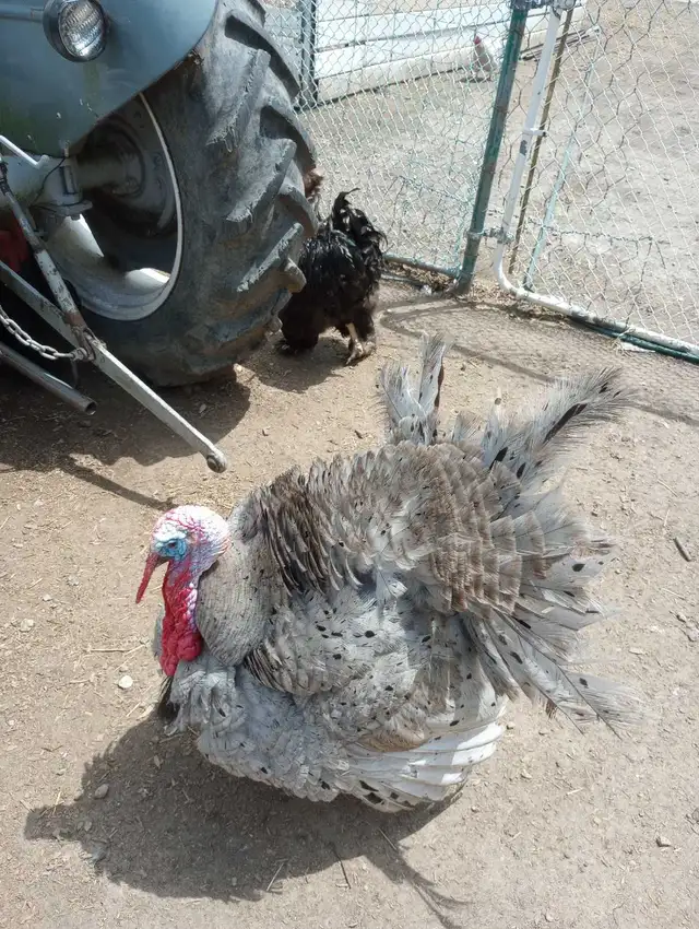 Gray State Tom Turkey