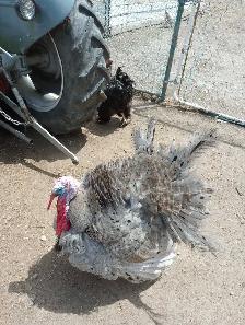 Gray State Tom Turkey