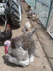 Gray State Tom Turkey - Photo 2