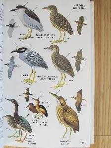 PETERSON FIELD GUIDES - EASTERN BIRDS - 1980 - Photo 9