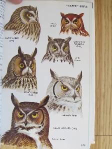 PETERSON FIELD GUIDES - EASTERN BIRDS - 1980 - Photo 10