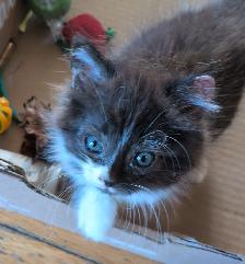 2 Adorable Kittens