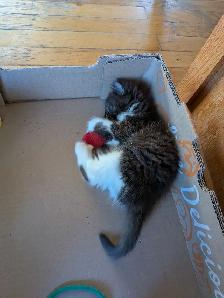 2 Adorable Kittens - Photo 2