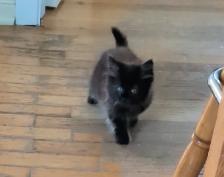2 Adorable Kittens - Photo 3